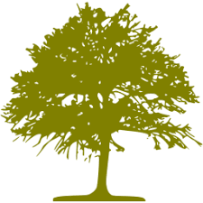Bir Doğa Mucizesi Olan Zeytinin Faydaları